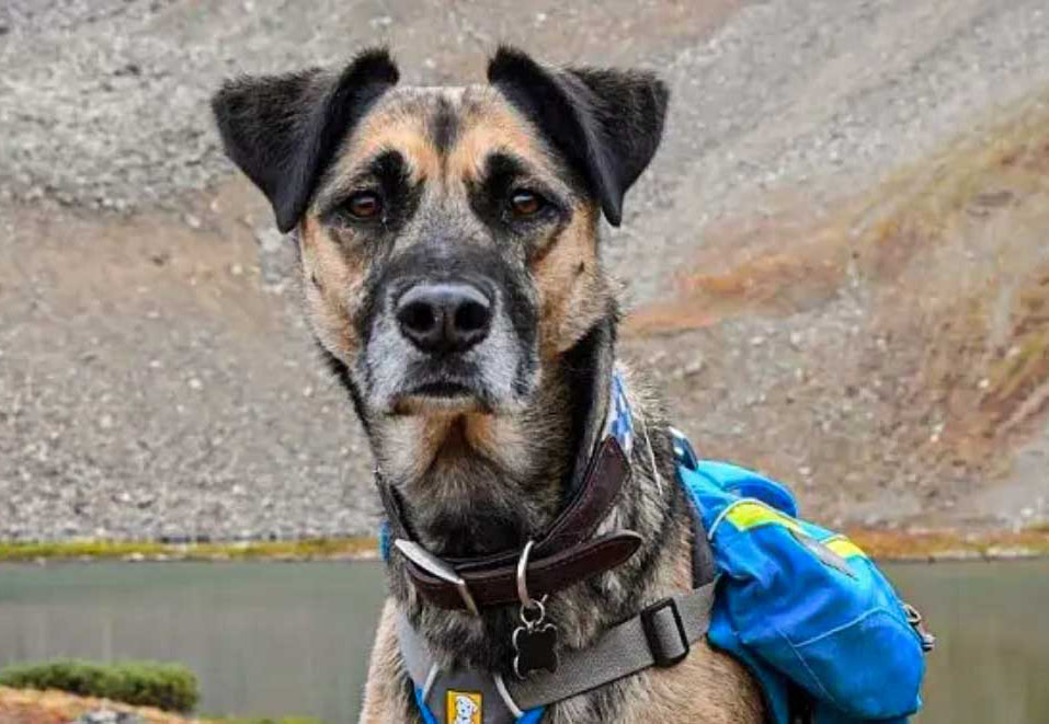 In-Home Pet Euthanasia