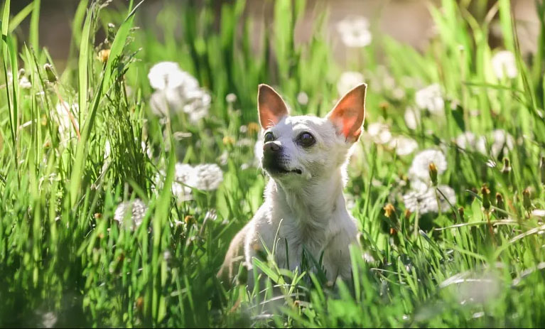 Compassionate in-home pet euthanasia